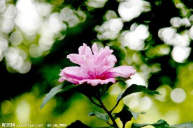 木槿花