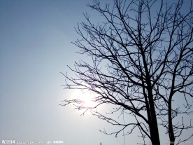 小树