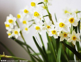 水仙花