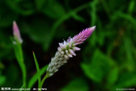 粉红小花