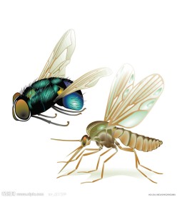 苍蝇蚊子矢量