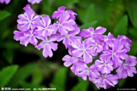 紫色花儿