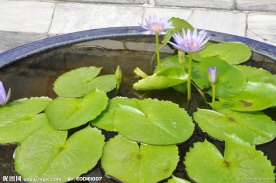 泰国 紫色莲花