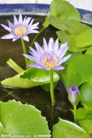 泰国 紫色莲花