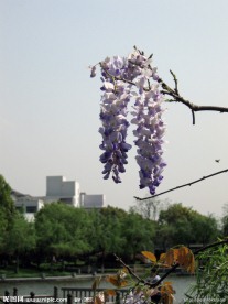 紫藤花