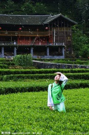 采茶
