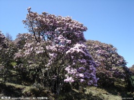 繁花似锦