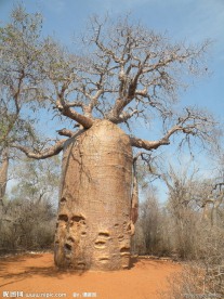 猴面包树
