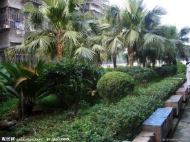 小区林荫