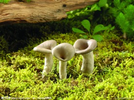 野生蘑菇