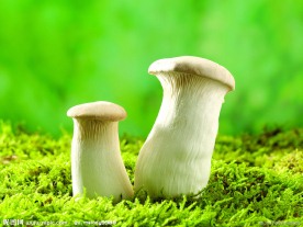 野生蘑菇