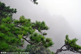 松树
