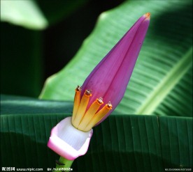 香蕉花