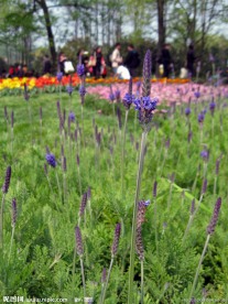 太子湾郁金香花海