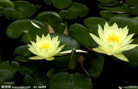 睡莲