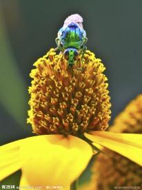 蜂 杜鹃蜂