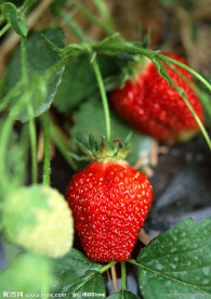 草莓
