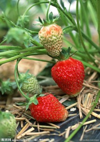 草莓