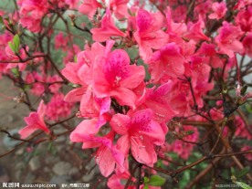 杜鹃花