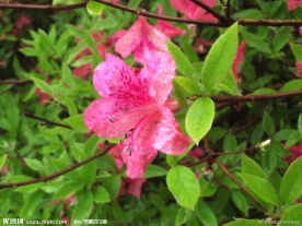 杜鹃花