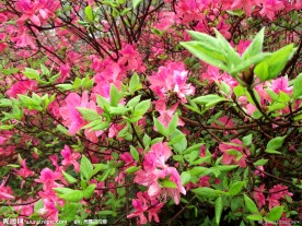 杜鹃花