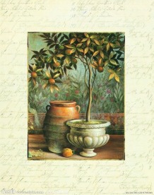 盆栽橘子树