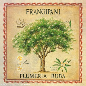 赤素馨花 鸡蛋花