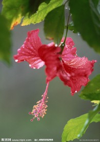 扶桑花