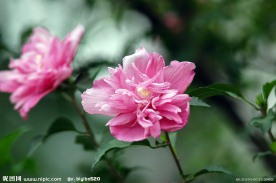木槿