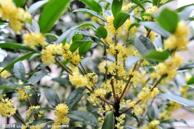八月桂花香郁浓