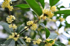 八月桂花香郁浓