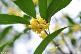 八月桂花香郁浓