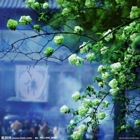 白花