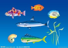 多彩的鱼