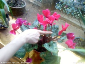 花花