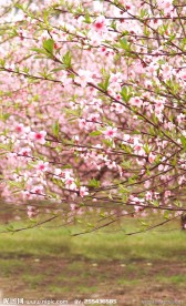 桃花林