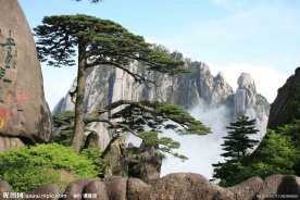 黄山松