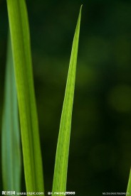 青草