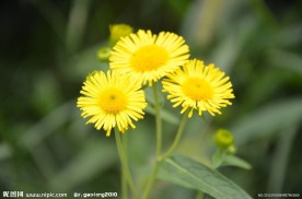 旋覆花