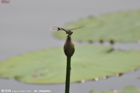 小荷才露尖尖角
