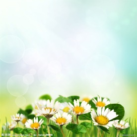 洋甘菊 甘菊