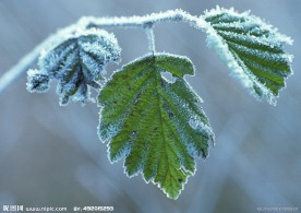 雪盖绿叶