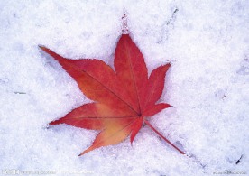 雪地里的红叶