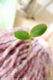 豆芽菜