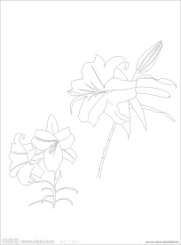 手绘百合花