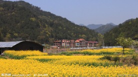 油菜花地