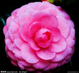 茶花
