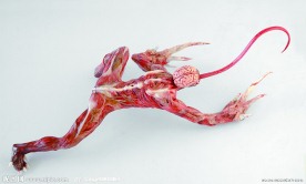 生化危怪物怪物