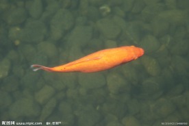 水里的金鱼
