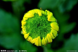 花蕾